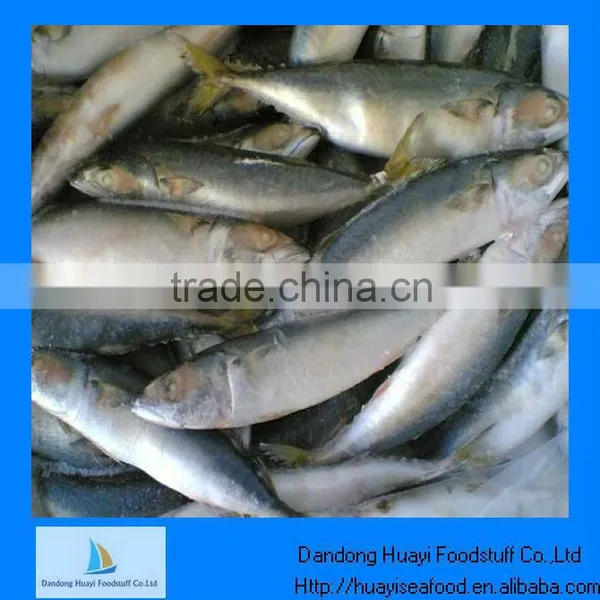 Frozen Pacific Mackerel Fish