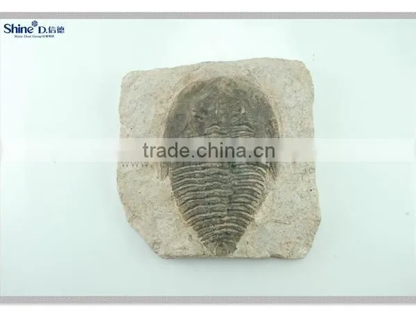 Polyresin Craft Wall Decor Fossil Board Hanging Decoration