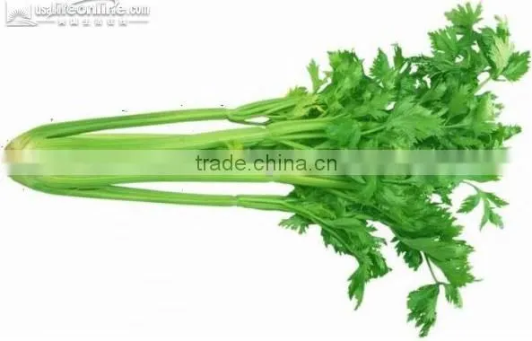 Multi-function Fresh Vegetable Packing Machinery (DCTWB-350X) photo-2
