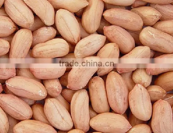 Peanut photo-3