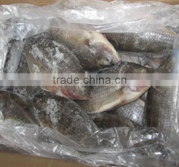 Best Fresh Catching Fish Fillet Frozen Tilapia