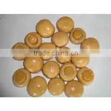 New Season Canned Whole Mushroom photo-2