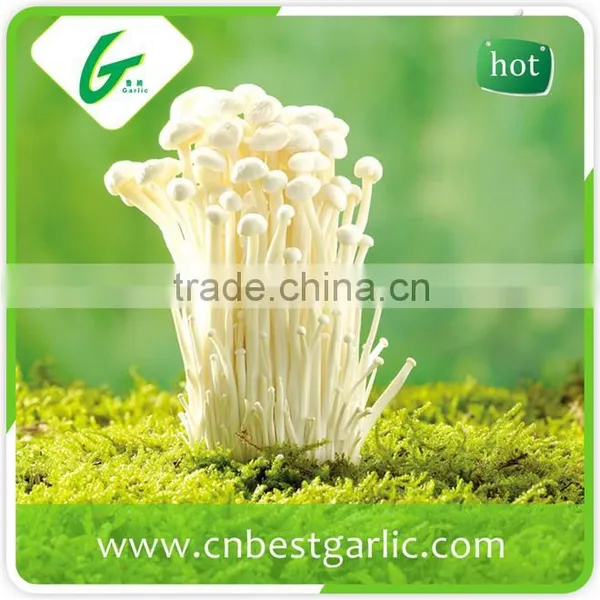 Common Canned Instant Enoki Mushroom Extract photo-5