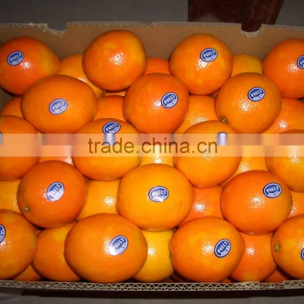New Crop Fresh Naval Orange