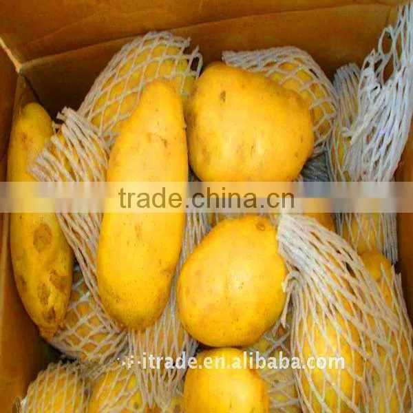 2013 Sweet Potato