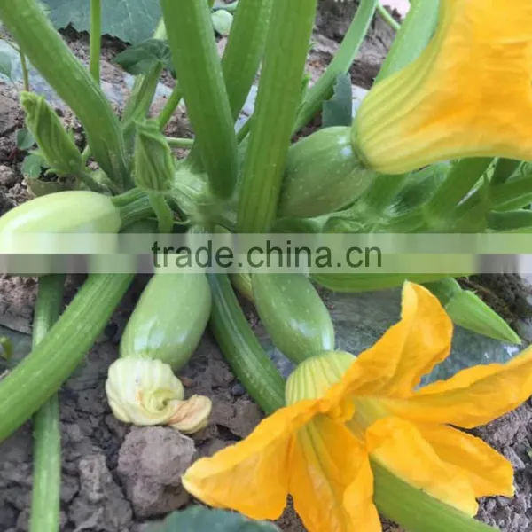 SQ16 Cuty Very Early Maturity Baby Pick Hybrid Squash Seeds photo-3