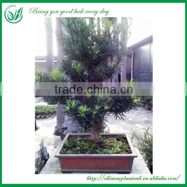 Ficus Bonsai photo-6