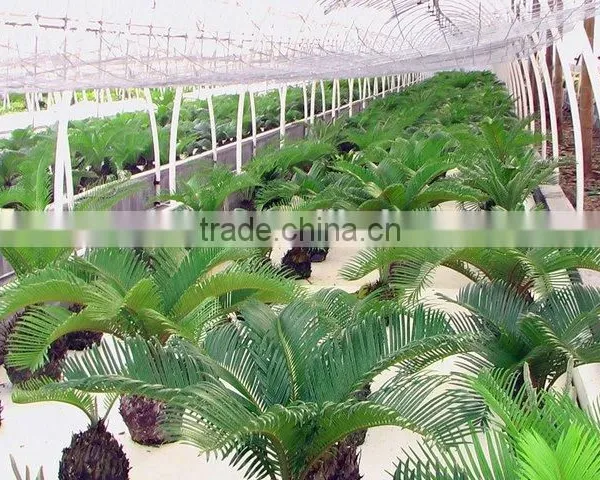 Flower Planting Hydroponic System/Hydroponic Garden photo-2