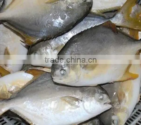 Fishing Net Delicious Frozen Golden Pomfret photo-2