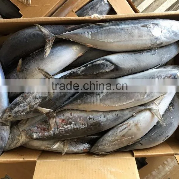 Top Grade Frozen Pacific Mackerel for Sale photo-3