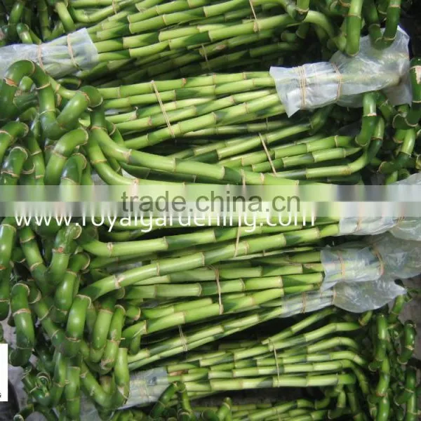 Home Decoration Ornamental Plants Spiral Lucky Bamboo photo-2