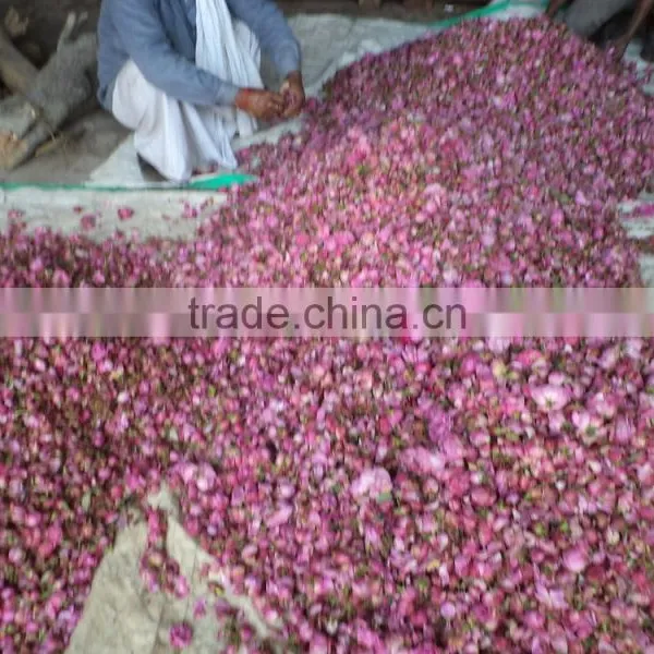 Absolute Rose photo-2
