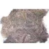 Dried Gracilaria Seaweed