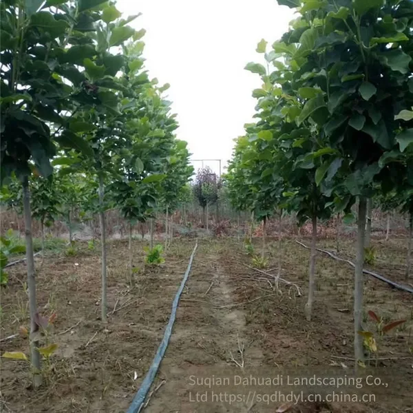 Prices of Magnolia Liliflora With Ground Diameters of 15 Cm, 18 Cm, and 12 cm in 2020. Cheap and Guaranteed Survival Rate. photo-3