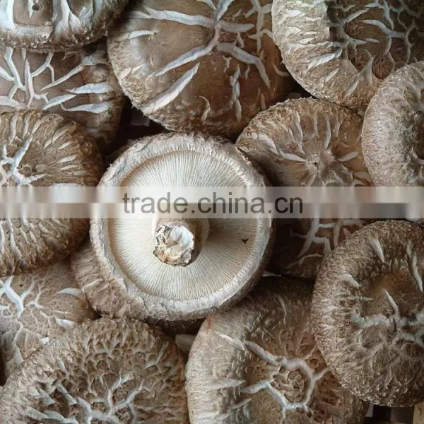 CT-C Series Hot Air Circulating Drying Oven for Mushroom photo-3