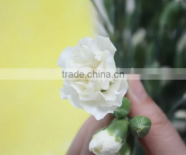 Fresh New Coming Flower Carnation and Rose for Wedding Decoration photo-2