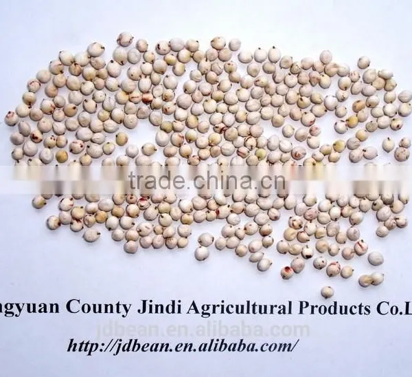 White Sorghum With Good Quality New Corp photo-4