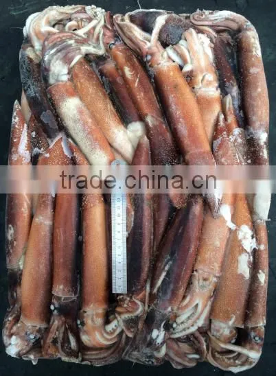 Frozen Squid Whole Argentina Illex photo-2
