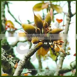 Madhuca Indica Oil