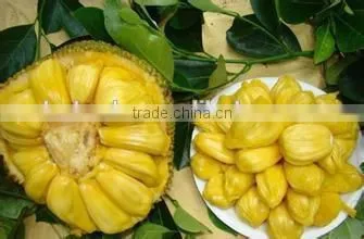Jack Fruit Microwave Vacuum Dryer photo-6