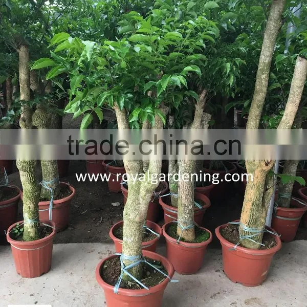 Heteropanax Fragrans High 1-2m photo-3