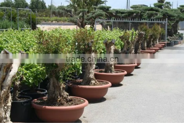 Pomegranate (Punica Granatum) Trees photo-4