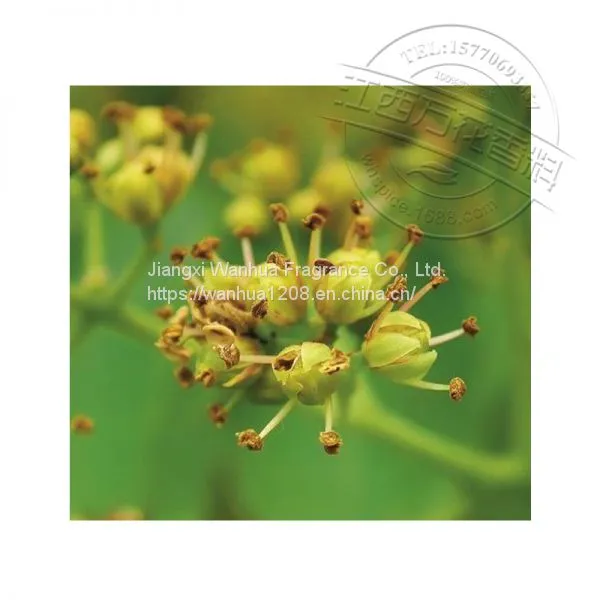 Wholesale of High Quality Huangbai Fruit Oil Factory photo-2