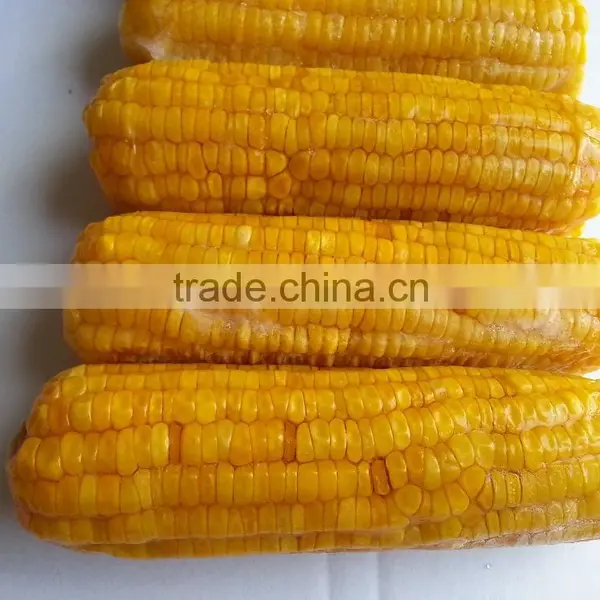 Fresh Yellow Sweet Corn From Vietnam photo-4