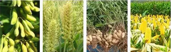 Chemical Pgr Uniconazole 95%TC Suitable for Lodging Resistance in Rice and Wheat photo-2