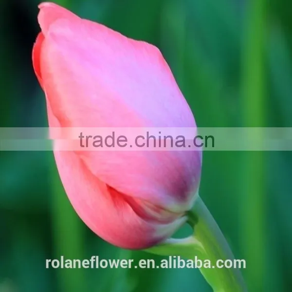 Export Wedding Decorative Fresh Flower Hot Pink Tulip photo-2