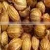 Coriander Seed photo-2