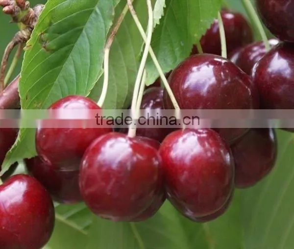 Sweet Fresh Cherry Seedling photo-6