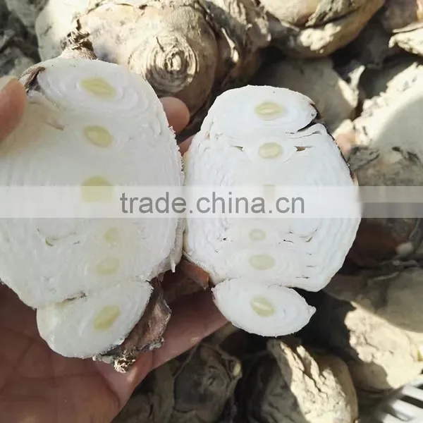 Zhangzhou Narcissus Tazetta Bulbs Daffodil Flower Bulb photo-3