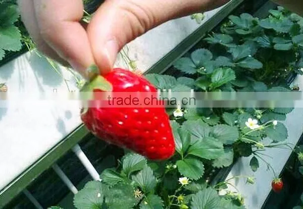 Hydroponic System Strawberry Food Grade