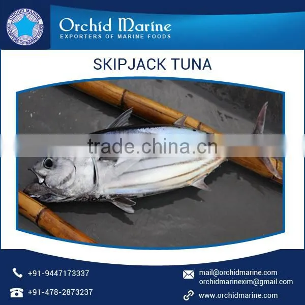 Delicious/ Highly Nutritious Whole Round Skipjack Tuna at Affordable Price photo-3