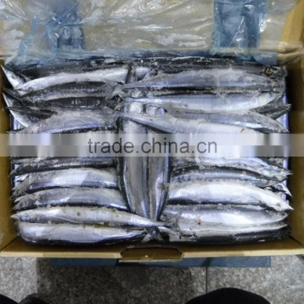 New Catching Frozen Pacific Saury 60-80 4# Size Hot Sale