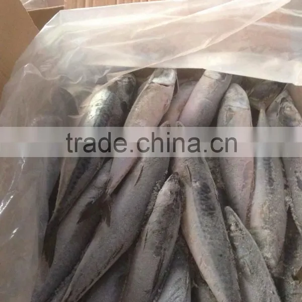 150-200g , Seafrozen Pacific Mackerel , 15kg Ctn photo-3