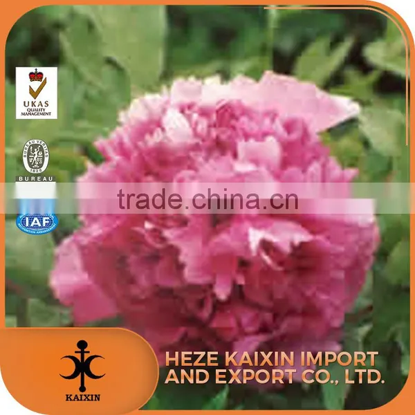 Hot Sale Paeoniflorin Tree Peony Root Bark photo-4