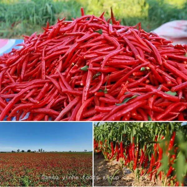 Pure Nature Organic Freeze Dried Red Chili photo-5