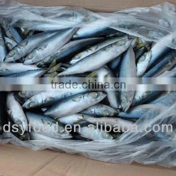 Frozen Mackerel fish