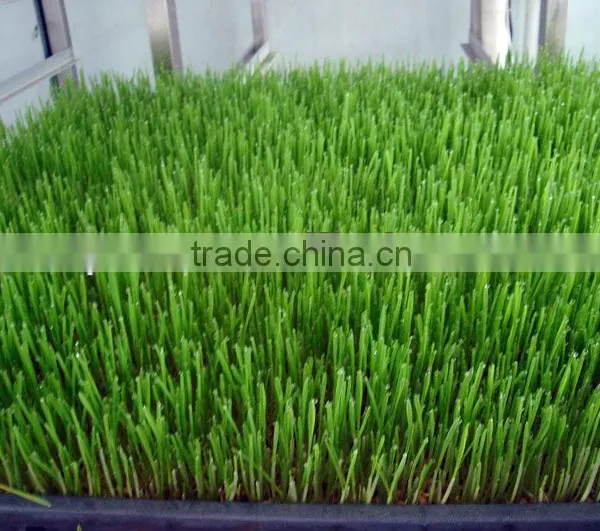 New Fashion Bean Seedling/Sunflower Shoots/Peanut Sprout Machine