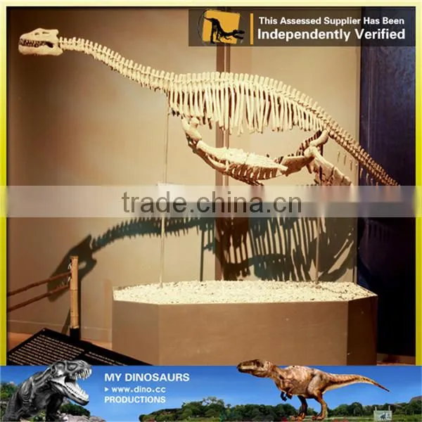 MY Dino-C074 Dinosaur Park Articulated Skeleton Models photo-3