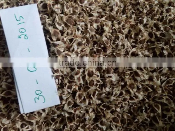 MORINGA SEEDS FOR MORINGA OIL photo-2