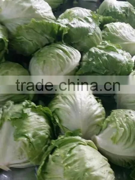 Fresh Lettuce for Sale Good Quality photo-2