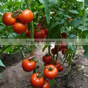 Good Quality Hybrid Red Fruit Tomato Seeds for Growing- Holland No.4 photo-3