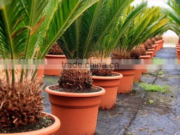 Cycas Revoluta .