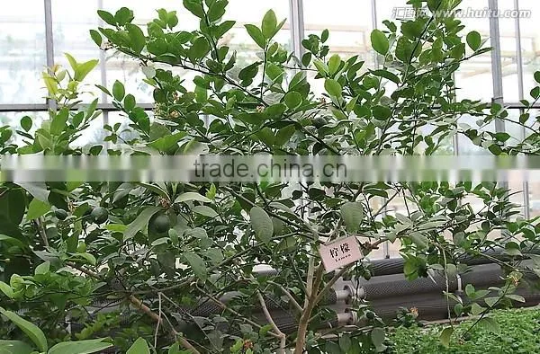 Lemon Tree photo-5