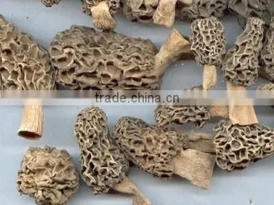 Organic Morels Conica Mushroom Dried Morel photo-3