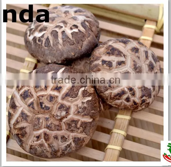 2015 New Crop Shiitake Mushroom ,hot Sale Tea Flower Mushroom