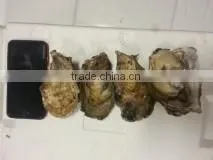 Live Pacific Oyster photo-2